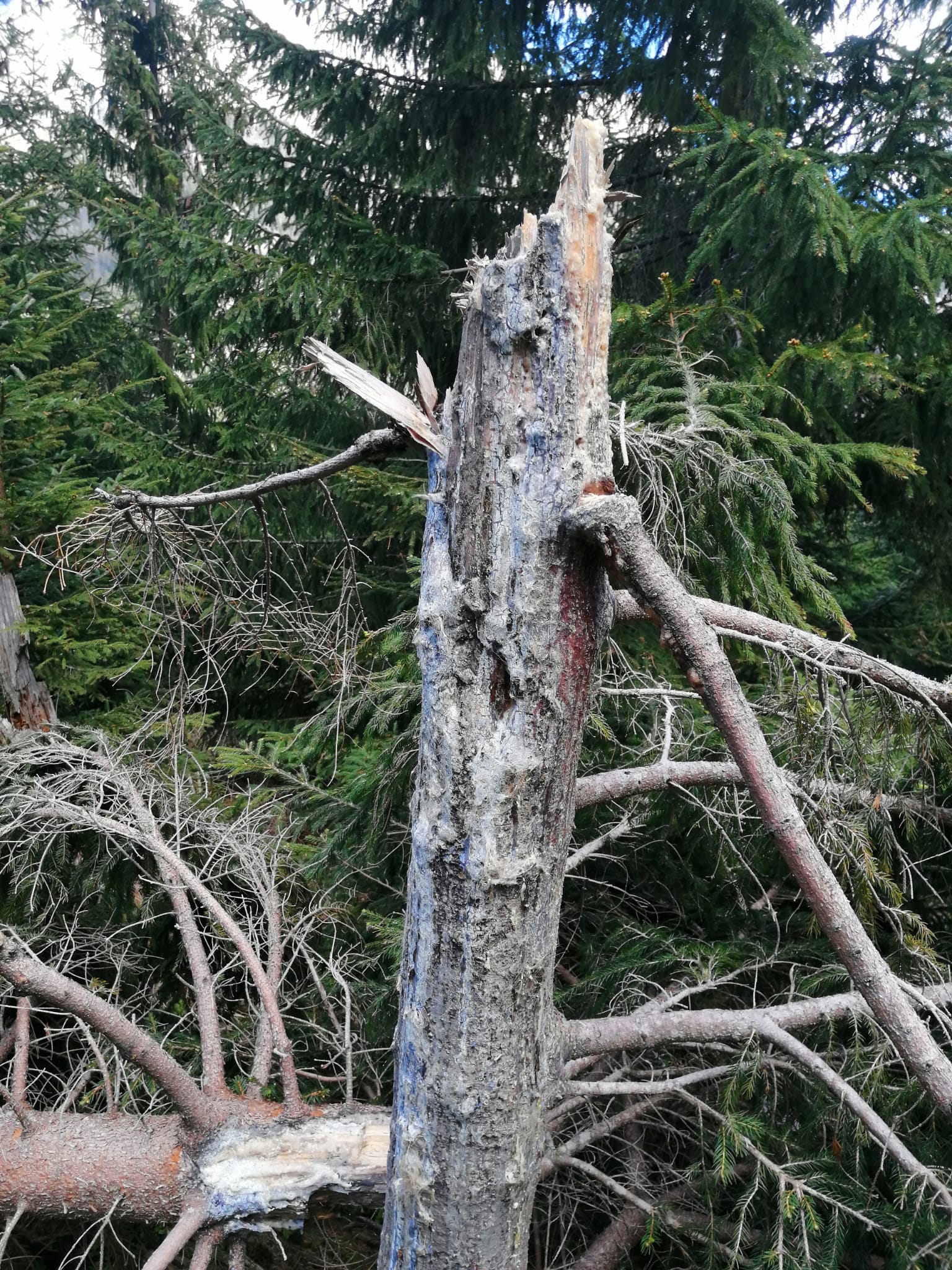 Bear Photogpraphy Tour